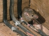 damaged-electric-wiring-from-mice.jpg